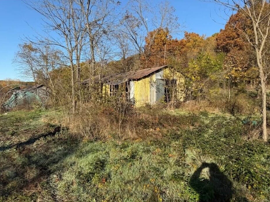 Overgrown property before forestry mulching