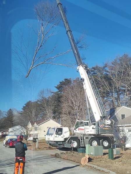 Crane-assisted tree removal at a documented Timber Falls project in Somersworth, New Hampshire