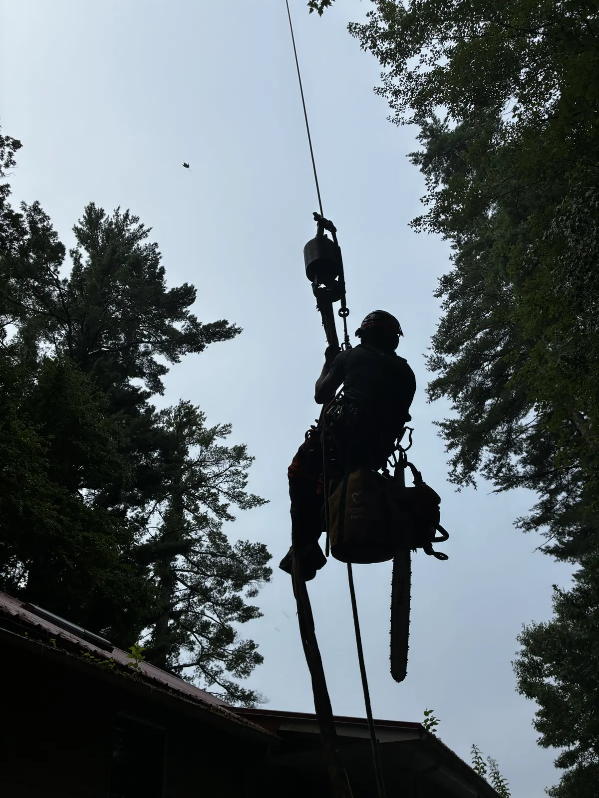 Silhouette of a Timber Falls arborist suspended on rigging beside mature trees