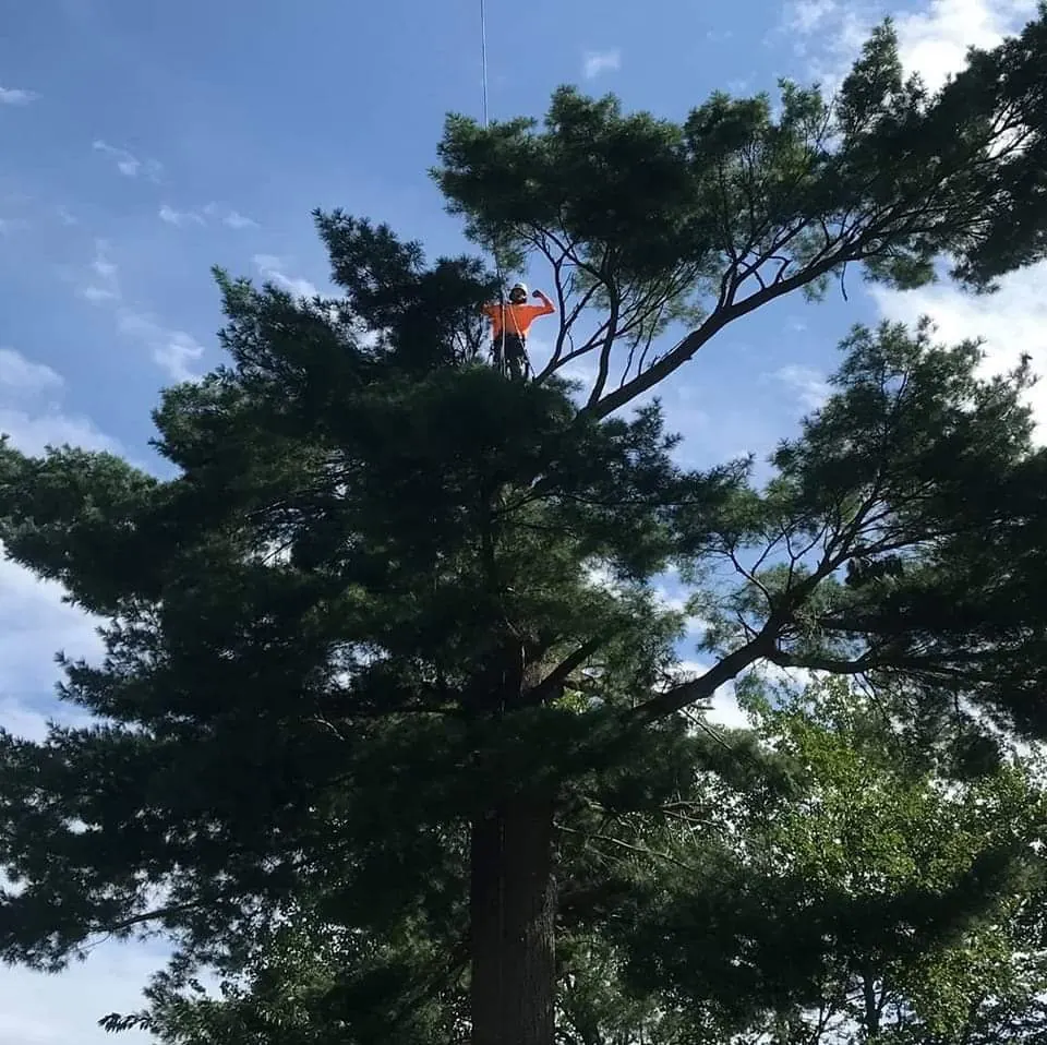 Timber Falls arborist within a mature evergreen canopy