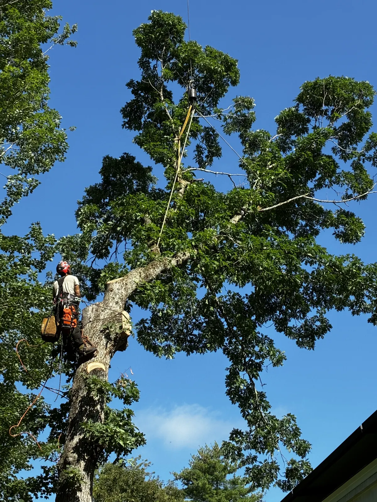 Helmeted Timber Falls arborist beside a rigged tree section
