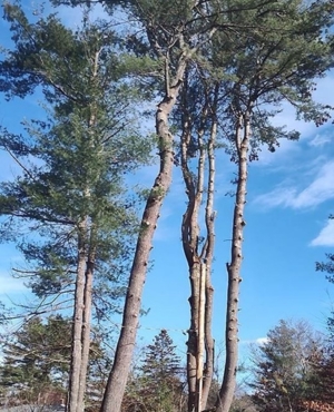 Tree Trimming