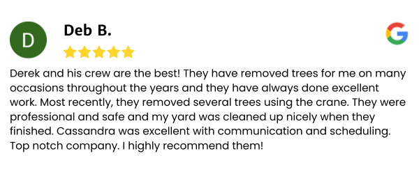 Timber fall google revciew